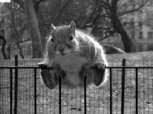 stuck on the fence tags stuck fence fat squirrel animal