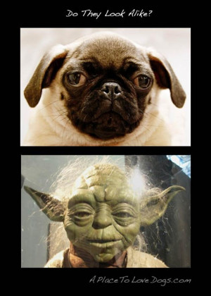 Funny Star Wars Quotes Yoda Funny pug pictures (31 pics)