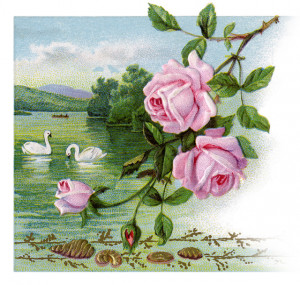 Swans and Roses Clip Art