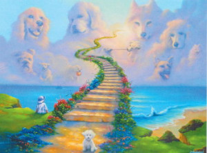 Image Of Pets In Heaven Quotes. QuotesGram