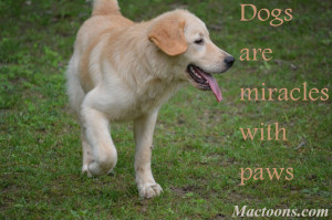 The Love Of A Canine – Inspirational Quotes About Dogs