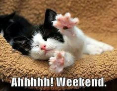 weekend quotes cute weekend kitten days of the week More