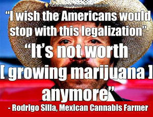 legalized marijuana is ending the cartels cannabis farms copy