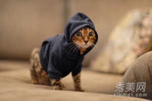 十几年前哈尔滨市出现的猫脸老太太