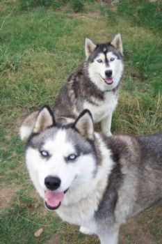 ... quotes or things about Huskies/Mals/mixes TOPIC: Siberian Huskies