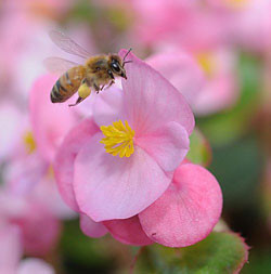 Worker bee with a begonia pollen load. Photo credit: Kathy K Garvey.