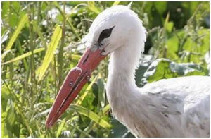 Uzonka, the Stork with a Prosthetic bill