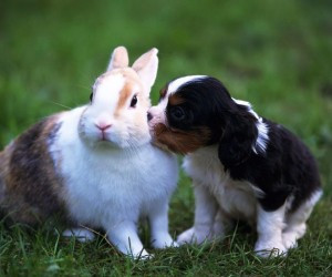 Best friendship of rabbit and dog