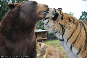 Best friends: Baloo and Shere Khan enjoy the closest relationship of ...