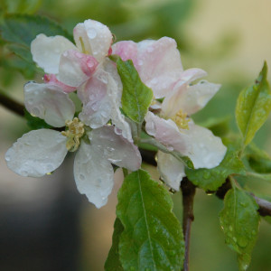 Apple Blossoms