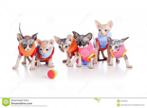 Six funny hairless kittens with ball brood of Canadian sphynx.