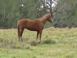 registered paint bred mares horses for sale gloucester nsw pets
