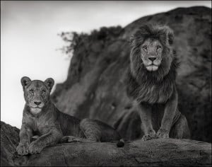 Lion And Lioness Love Nick-brandt-lion-lioness
