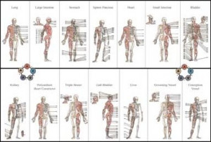 shaolin kung fu martial art academy 5 animal snake style kung fu