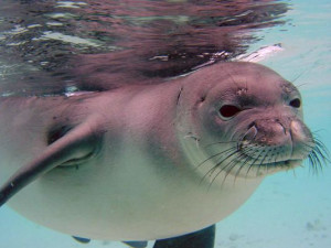 The Hawaiian monk seal is one of the species that is most at risk from ...