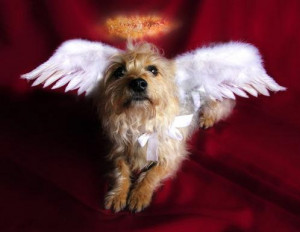 Angel Dog Halloween