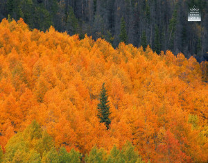 The Indian Summer, the dead Summer's soul . . .