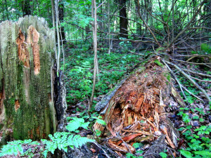 The Healing Power of Trees: Spiritual Journeys Through the Celtic Tree ...