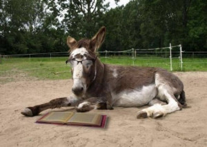 Smart ass is a funny picture of a donkey wearing glasses and reading a ...
