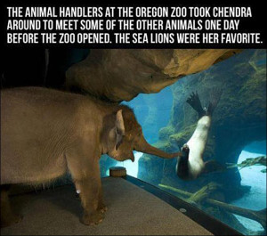meme showing an elephant at the Oregon Zoo hanging out with a sea ...