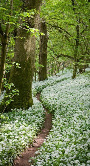 All things bright and beautiful.... — seasonalwonderment: Footpath ...