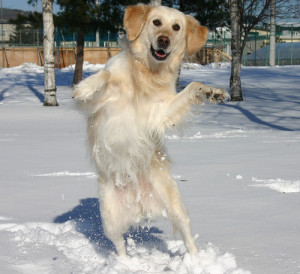 Dog Dance in Pictures-Images