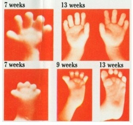 Arms and hands develop earlier than legs and feet, but by two months ...