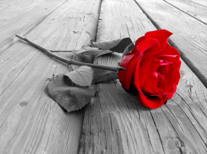... stronger than stone and more fragile than a rose. – -Turkish Proverb