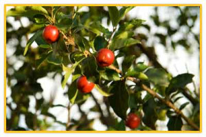These little fruits called acerola, are rich in vitamin C and were ...