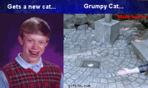 funny-gif-bad-luck-brian-new-cat