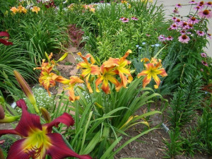 ... the neighbors driveway i would guess july the daylily is return to oz