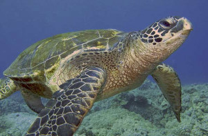 Green Sea Turtles, Maui, Hawaii