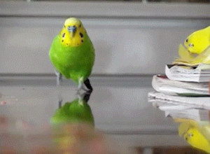 Attack of the budgie!