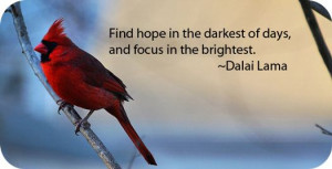 Animal Symbolism of the Cardinal