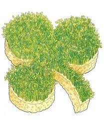 , cut into the shape of a shamrock and sprinkle with grass seed. Keep ...