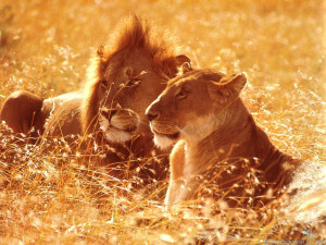 ... Lioness Love Black And White , Lion Love Quotes , Lion And Lioness