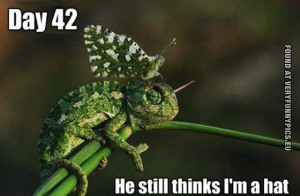Chameleon Funny Quotes