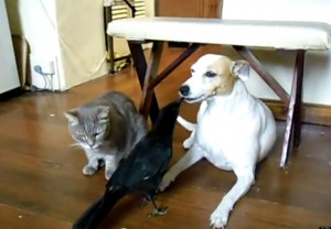 funny cats and dogs together o crow feeds cat and dog