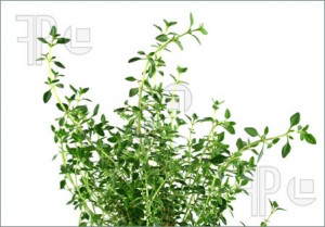 Photo of Fresh Herbs Thyme 2