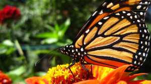 Monarch Butterfly Images Free