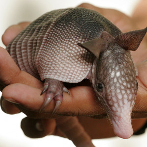 the ever loving armadillo by armadillo love armadillo armadillo shoes ...