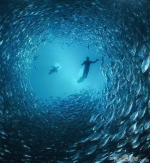 fish, fishes, ocean, people, pisces, school of fish, swimming ...