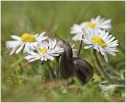 snail quotes sayings - Google Search