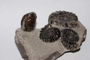 The middle 2 ammonites were found during prep, as well as the bivalve ...