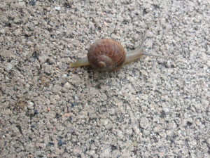 Snail at a California bus stop