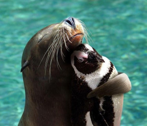 unlikely animal friends62