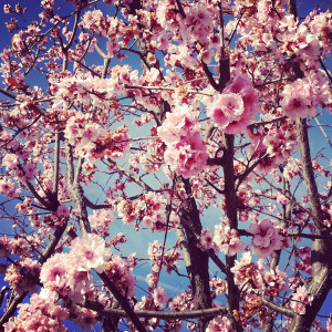 Break open a cherry tree and there are no flowers, but the spring ...