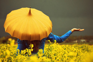 yellow color photography 21 300x201 yellow color photography 21