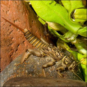 view original image )