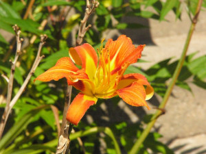 Orange Tiger Lily Wolfgoddess